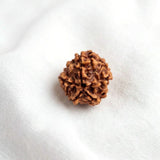 5 Mukhi Rudraksham